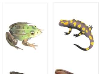 Clasificación de anfibios Clasificación de anfibios