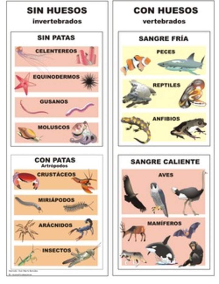 Clasificación de animales Clasificación de animales