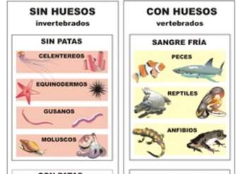 Clasificación de animales Clasificación de animales