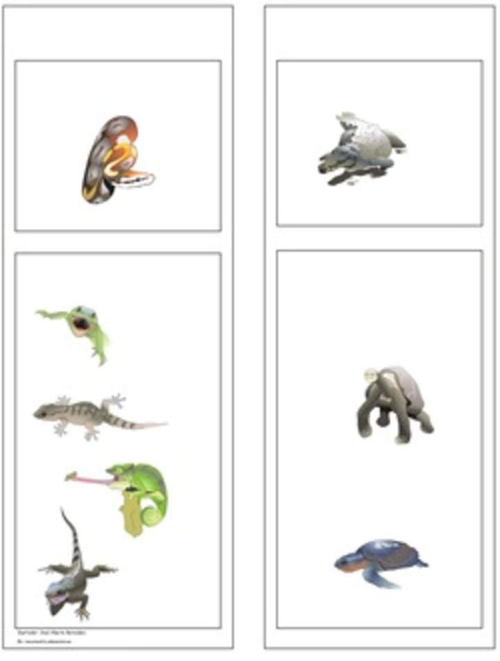 Clasificación de los reptiles Clasificación de los reptiles