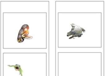 Clasificación de los reptiles Clasificación de los reptiles