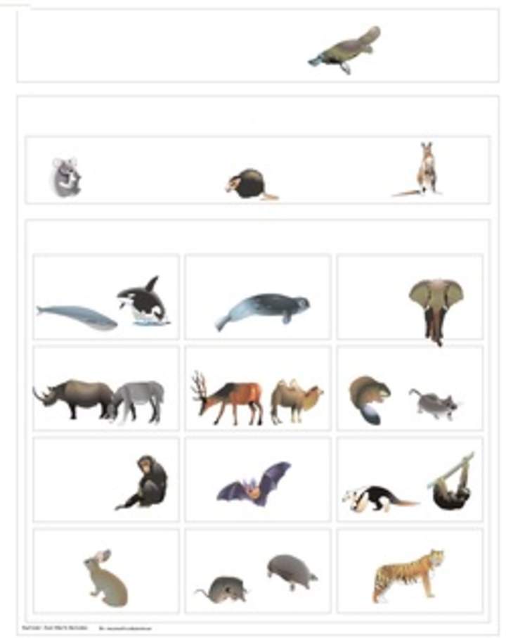 Clasificación de mamiferos Clasificación de mamiferos