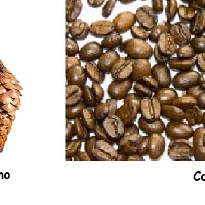 Variedad de semillas Variedad de semillas