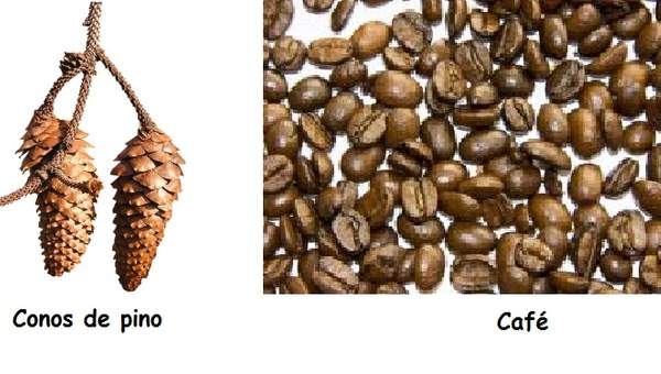 Variedad de semillas Variedad de semillas