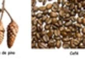 Variedad de semillas Variedad de semillas