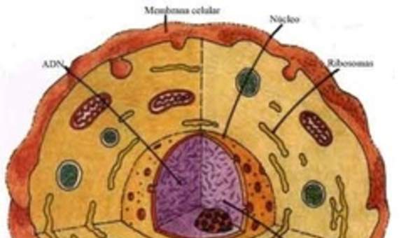 Célula animal rotulada Célula animal rotulada
