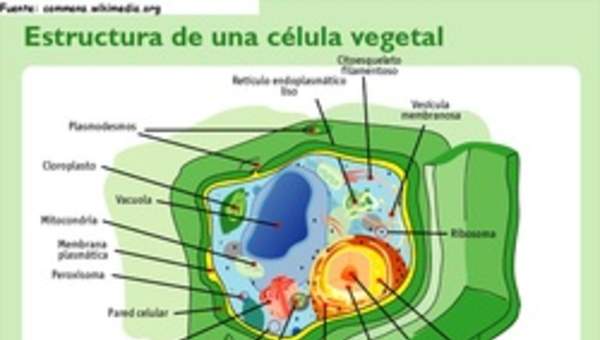 Célula vegetal rotulada Célula vegetal rotulada