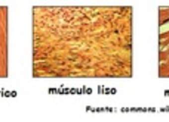 Tipos de tejidos musculares