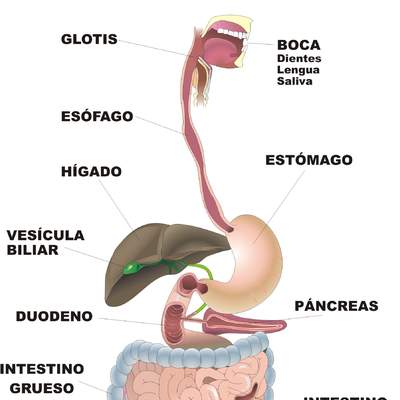 Organos digestivo rotulado Organos digestivo rotulado