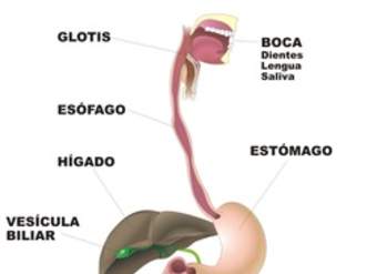Organos digestivo rotulado Organos digestivo rotulado