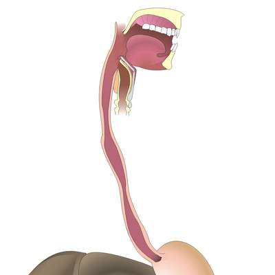 Organos digestivo sin rotular Organos digestivo sin rotular