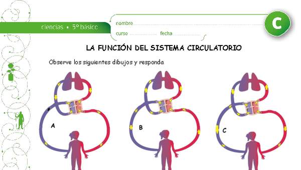 Función del sistema circulatorio Función del sistema circulatorio