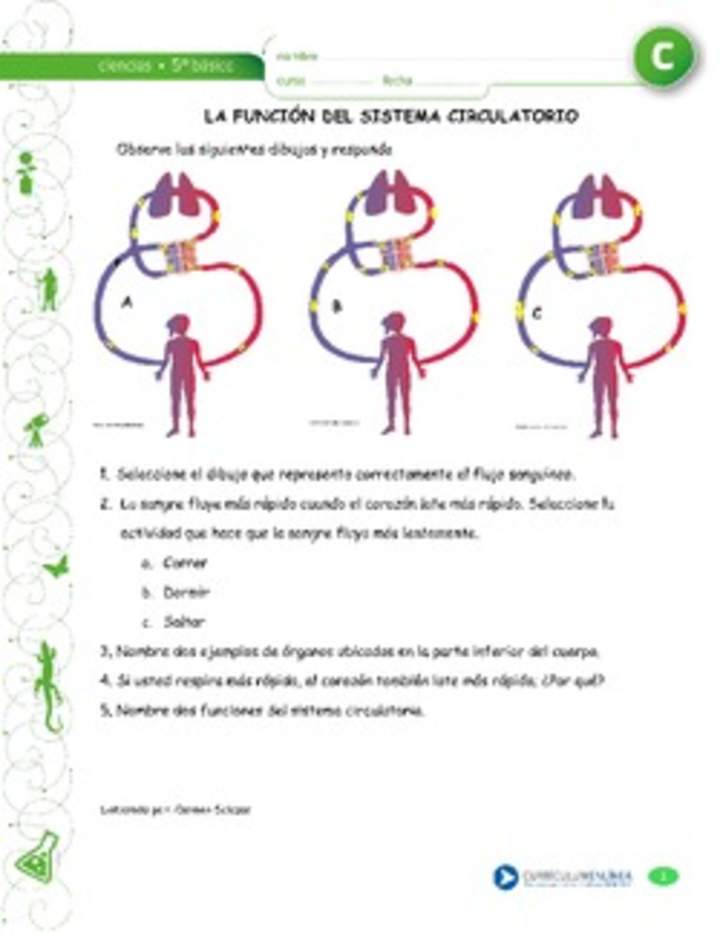 Función del sistema circulatorio Función del sistema circulatorio