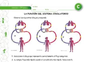 Función del sistema circulatorio Función del sistema circulatorio