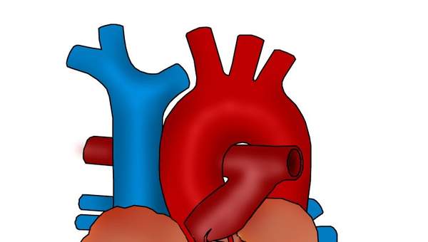 El corazón El corazón