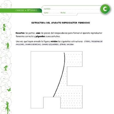 Estructura aparato reproductor femenino Estructura aparato reproductor femenino