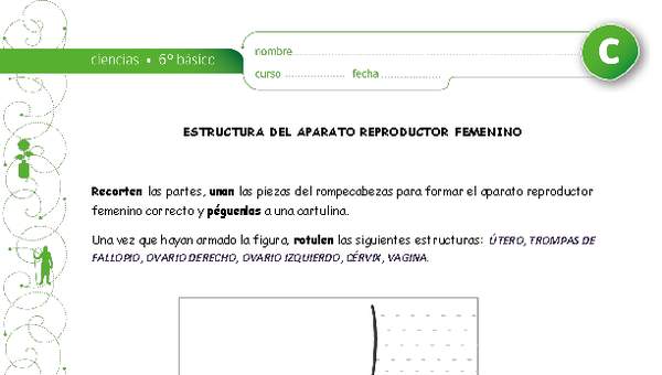Estructura aparato reproductor femenino Estructura aparato reproductor femenino