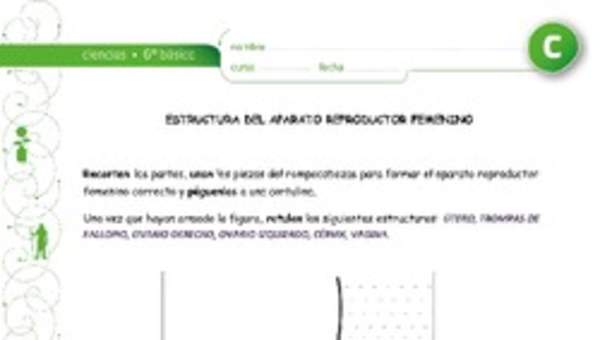 Estructura aparato reproductor femenino Estructura aparato reproductor femenino