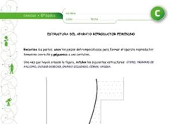 Estructura aparato reproductor femenino Estructura aparato reproductor femenino