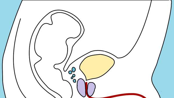 Aparato reproductor masculino Aparato reproductor masculino