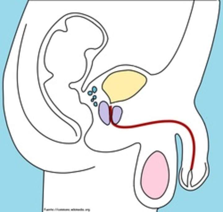 Aparato reproductor masculino Aparato reproductor masculino