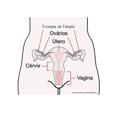 Sistema reproductor femenino rotulado Sistema reproductor femenino rotulado