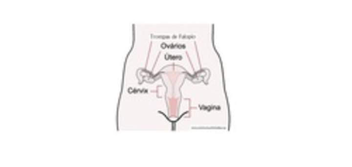 Sistema reproductor femenino rotulado Sistema reproductor femenino rotulado