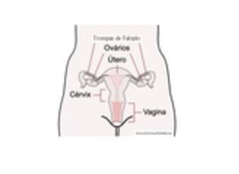Sistema reproductor femenino rotulado Sistema reproductor femenino rotulado