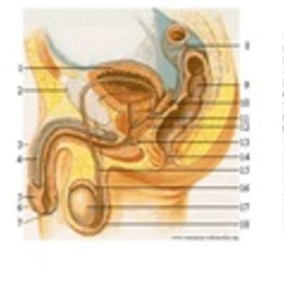 Sistema reproductor masculino Sistema reproductor masculino