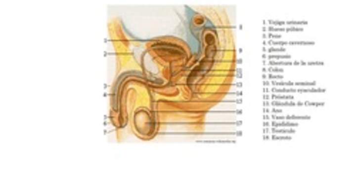 Sistema reproductor masculino Sistema reproductor masculino