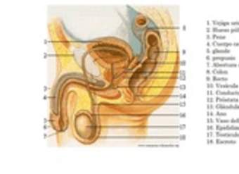 Sistema reproductor masculino Sistema reproductor masculino