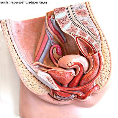 Aparato reproductor femenino Aparato reproductor femenino