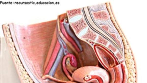 Aparato reproductor femenino Aparato reproductor femenino