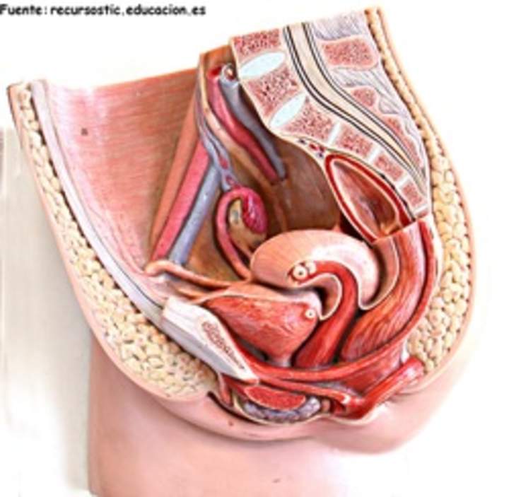 Aparato reproductor femenino Aparato reproductor femenino
