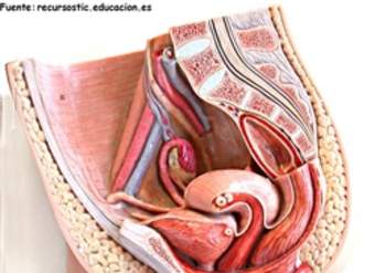 Aparato reproductor femenino Aparato reproductor femenino