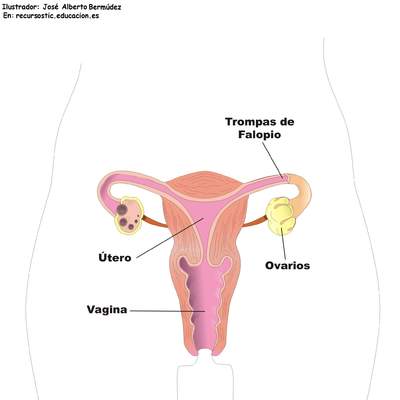 Aparato reproductor femenino frontal Aparato reproductor femenino frontal