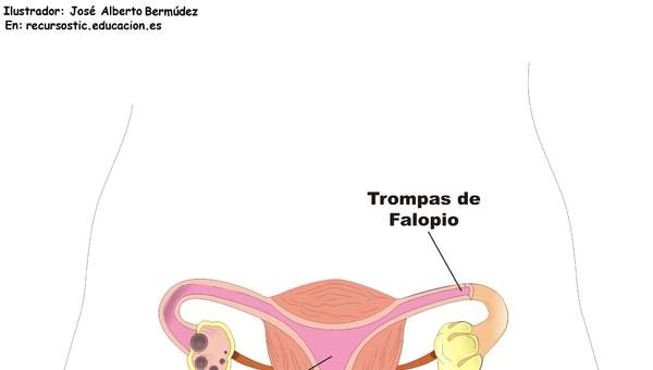 Aparato reproductor femenino frontal Aparato reproductor femenino frontal