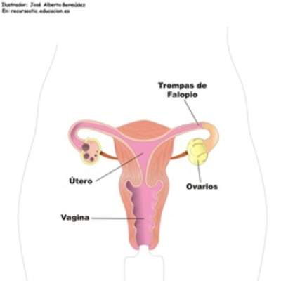 Aparato reproductor femenino frontal Aparato reproductor femenino frontal
