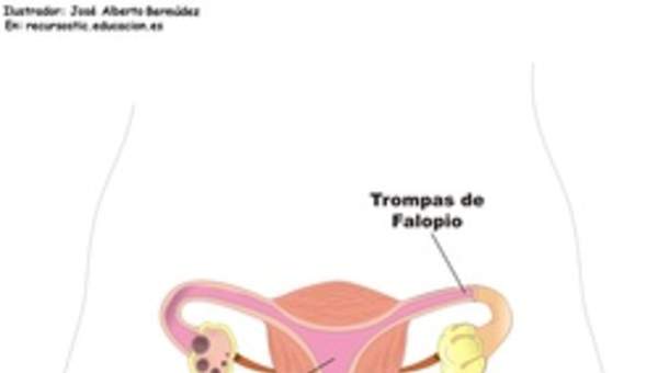 Aparato reproductor femenino frontal Aparato reproductor femenino frontal