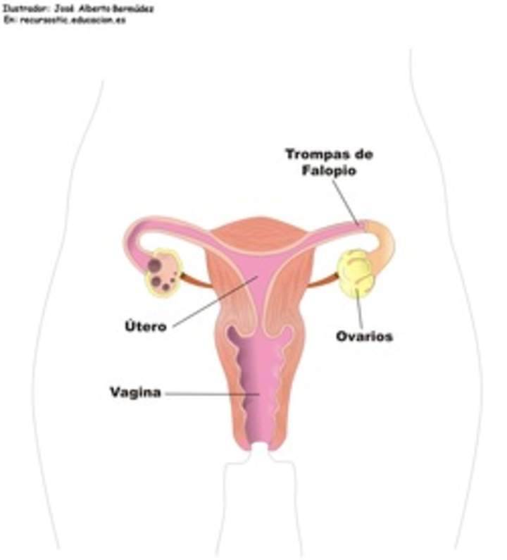 Aparato reproductor femenino frontal Aparato reproductor femenino frontal