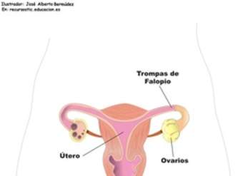 Aparato reproductor femenino frontal Aparato reproductor femenino frontal