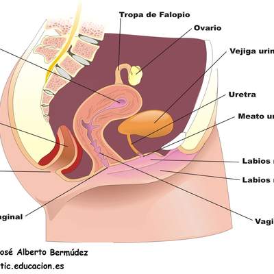 Aparato reproductor femenino lateral Aparato reproductor femenino lateral