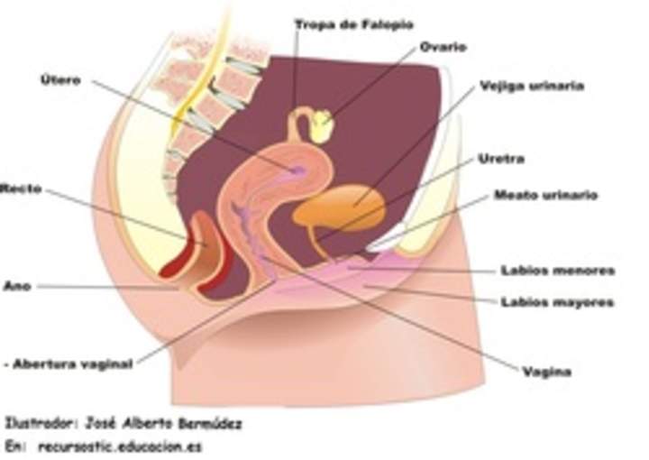 Aparato reproductor femenino lateral Aparato reproductor femenino lateral