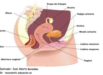 Aparato reproductor femenino lateral Aparato reproductor femenino lateral