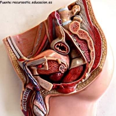 Aparato reproductor masculino Aparato reproductor masculino