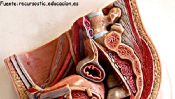 Aparato reproductor masculino Aparato reproductor masculino