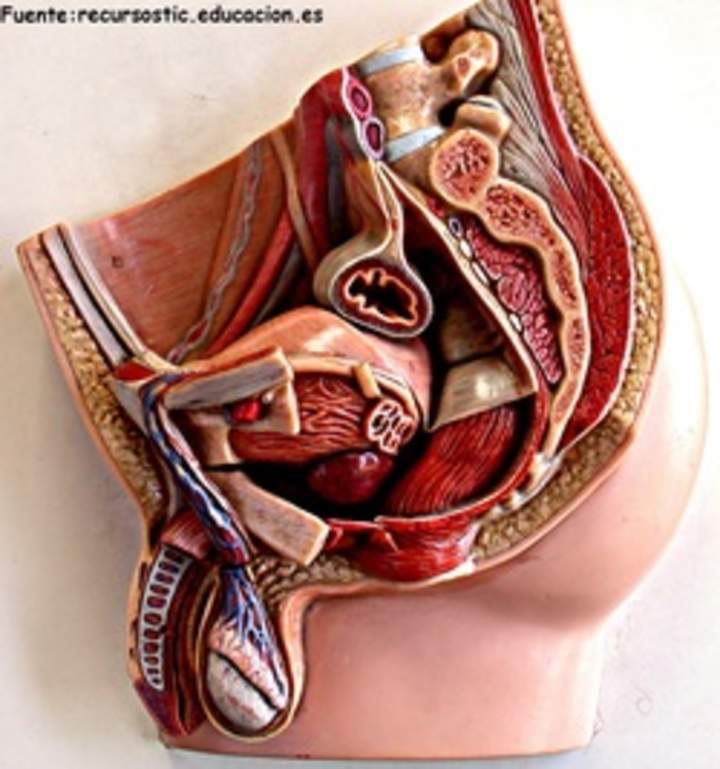 Aparato reproductor masculino Aparato reproductor masculino