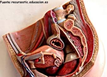 Aparato reproductor masculino Aparato reproductor masculino