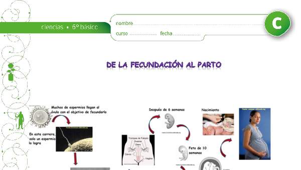 De la fecundacion al parto De la fecundacion al parto