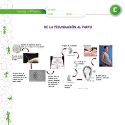 De la fecundacion al parto De la fecundacion al parto